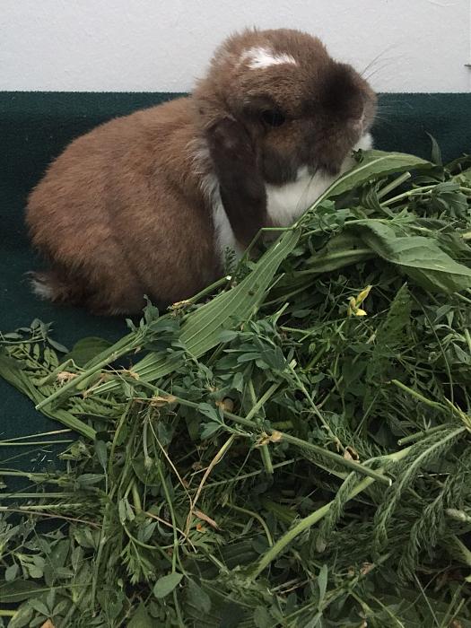 Klicke auf die Grafik f�r eine gr��ere Ansicht

Name:	Lotti-ClaudiaS-02.jpg
Hits:	1
Gr��e:	49,2 KB
ID:	166054