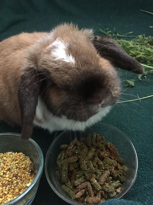 Klicke auf die Grafik f�r eine gr��ere Ansicht

Name:	Lotti-ClaudiaS-01.jpg
Hits:	1
Gr��e:	42,0 KB
ID:	166055