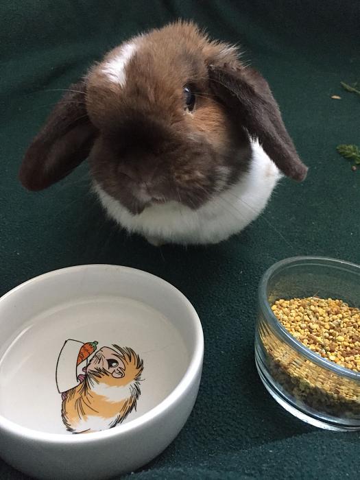 Klicke auf die Grafik f�r eine gr��ere Ansicht

Name:	Lotti-ClaudiaS-06.jpg
Hits:	1
Gr��e:	34,2 KB
ID:	166056