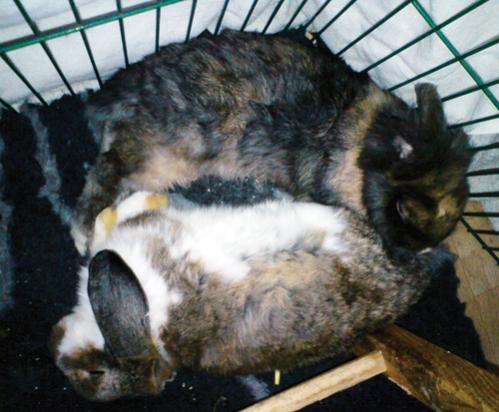 Klicke auf die Grafik fr eine grere Ansicht

Name:	sleeping.jpg
Hits:	104
Gre:	36,2 KB
ID:	16650