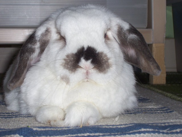 Klicke auf die Grafik für eine größere Ansicht
Name:	100_62902lwj5.jpg
Hits:	206
Größe:	72,1 KB
ID:	167017