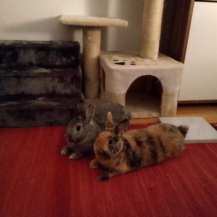 Klicke auf die Grafik fr eine grere Ansicht

Name:	IMG_20180804_222944_053~01~01.jpg
Hits:	0
Gre:	34,3 KB
ID:	167632