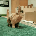 Klicke auf die Grafik fr eine grere Ansicht

Name:	Webp.net-resizeimage.jpg
Hits:	2
Gre:	4,8 KB
ID:	167636