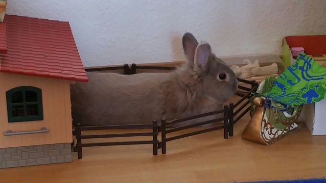 Klicke auf die Grafik fr eine grere Ansicht

Name:	Brownie allein 2016klein.jpg
Hits:	737
Gre:	31,9 KB
ID:	167889