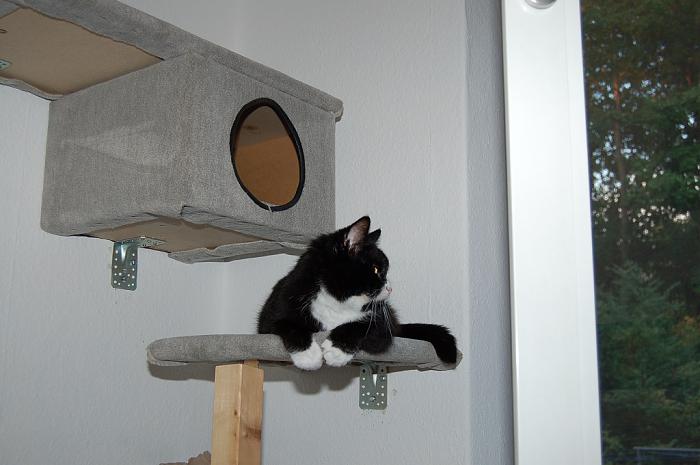 Klicke auf die Grafik fr eine grere Ansicht

Name:	Katzenecke2 kleiner.jpg
Hits:	2
Gre:	37,9 KB
ID:	168134