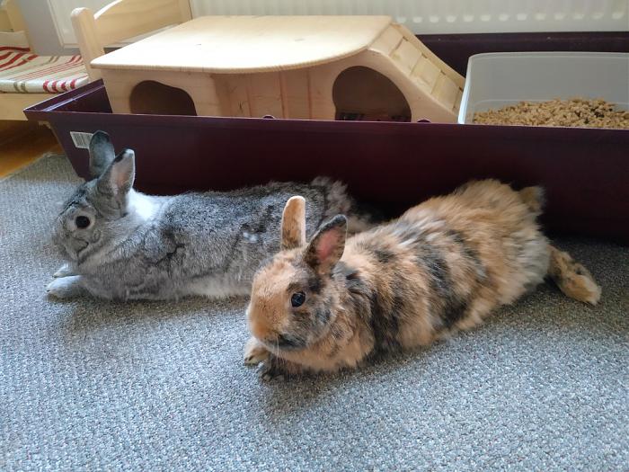 Klicke auf die Grafik fr eine grere Ansicht

Name:	IMG_20180908_180659_885~01.jpg
Hits:	2
Gre:	78,2 KB
ID:	169069