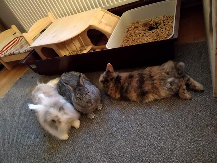 Klicke auf die Grafik fr eine grere Ansicht

Name:	IMG_20180914_193342_367~01.jpg
Hits:	1
Gre:	73,0 KB
ID:	169073