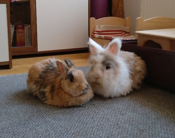 Klicke auf die Grafik fr eine grere Ansicht

Name:	MVIMG_20180908_170600_802~01.jpg
Hits:	289
Gre:	72,8 KB
ID:	169074