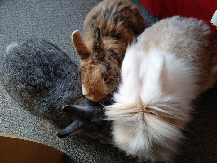 Klicke auf die Grafik fr eine grere Ansicht

Name:	MVIMG_20180908_180107_223~01.jpg
Hits:	0
Gre:	70,5 KB
ID:	169075