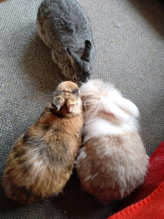 Klicke auf die Grafik fr eine grere Ansicht

Name:	MVIMG_20180914_160024_691~01.jpg
Hits:	0
Gre:	51,6 KB
ID:	169076