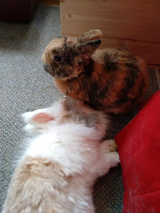 Klicke auf die Grafik fr eine grere Ansicht

Name:	MVIMG_20180914_173632_021~01.jpg
Hits:	0
Gre:	38,1 KB
ID:	169077