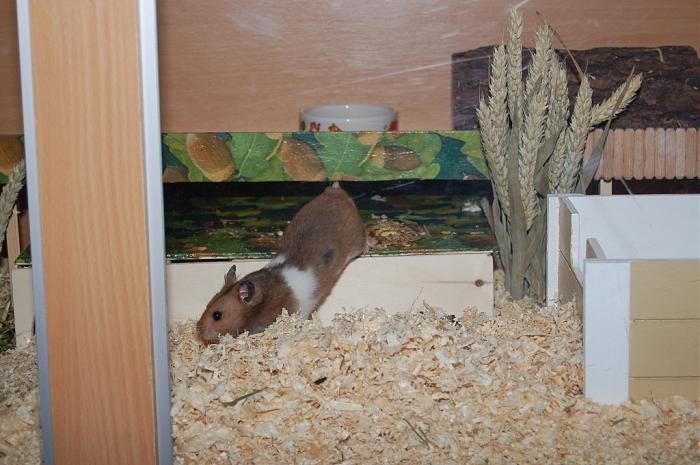 Klicke auf die Grafik fr eine grere Ansicht

Name:	Hank11.jpg
Hits:	0
Gre:	57,0 KB
ID:	169113