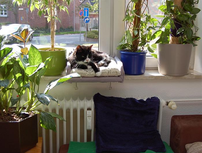 Klicke auf die Grafik fr eine grere Ansicht

Name:	neues Katzenbett.jpg
Hits:	1
Gre:	72,9 KB
ID:	170175