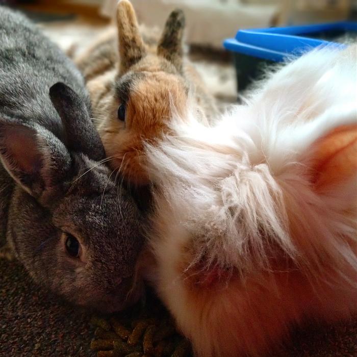 Klicke auf die Grafik fr eine grere Ansicht

Name:	IMG_20181101_131312_371.jpg
Hits:	0
Gre:	45,1 KB
ID:	170233