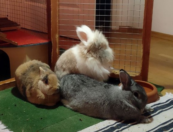 Klicke auf die Grafik fr eine grere Ansicht

Name:	IMG_20181023_200306_247-01.jpeg
Hits:	226
Gre:	98,3 KB
ID:	170234