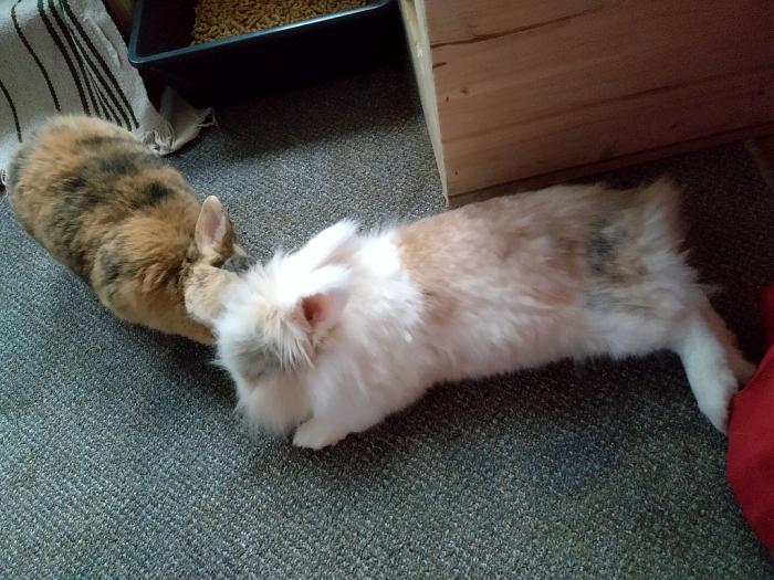 Klicke auf die Grafik fr eine grere Ansicht

Name:	IMG_20181027_163839_868-01~01.jpg
Hits:	0
Gre:	73,8 KB
ID:	170235