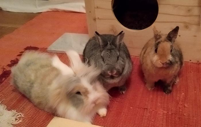 Klicke auf die Grafik fr eine grere Ansicht

Name:	IMG_20181216_011418_834~01.jpg
Hits:	0
Gre:	42,5 KB
ID:	171584