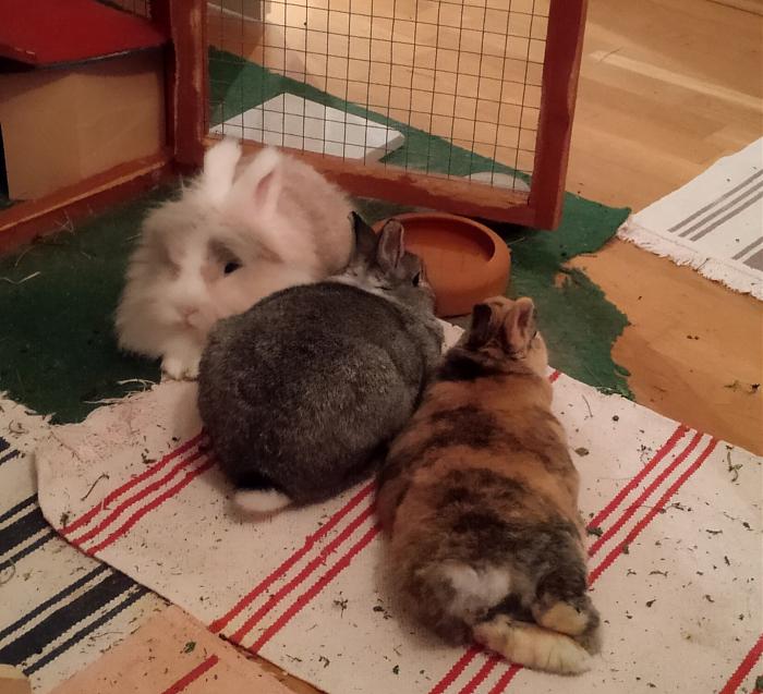 Klicke auf die Grafik fr eine grere Ansicht

Name:	IMG_20181117_192736_561~01.jpg
Hits:	0
Gre:	52,5 KB
ID:	171586