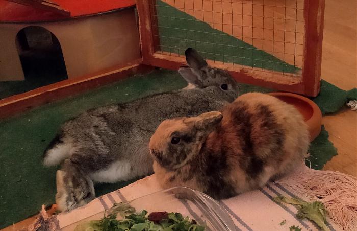 Klicke auf die Grafik fr eine grere Ansicht

Name:	IMG_20181201_185257_293~01.jpg
Hits:	0
Gre:	52,2 KB
ID:	171587