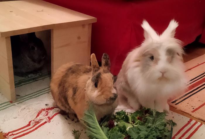 Klicke auf die Grafik fr eine grere Ansicht

Name:	IMG_20181116_193248_393~01.jpg
Hits:	1
Gre:	43,8 KB
ID:	171588