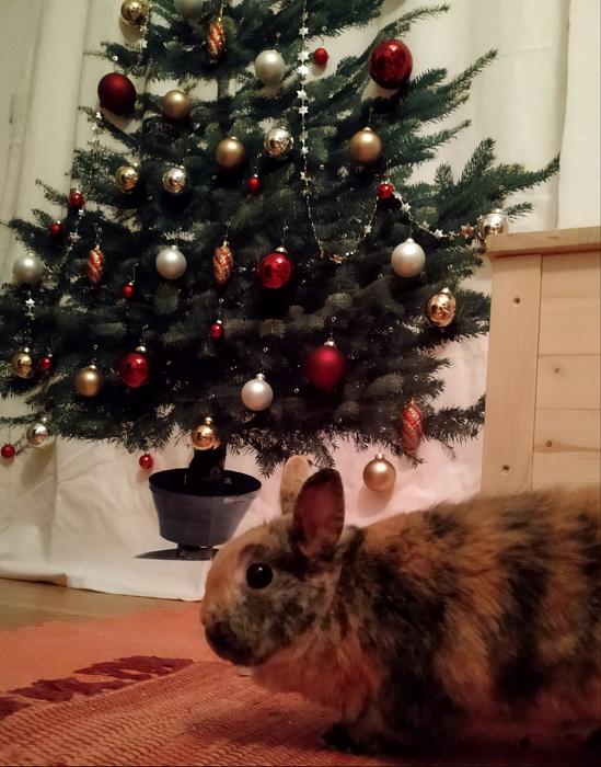 Klicke auf die Grafik fr eine grere Ansicht

Name:	IMG_20181216_011612_233~01~01.jpg
Hits:	0
Gre:	44,2 KB
ID:	171589