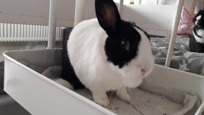 Klicke auf die Grafik fr eine grere Ansicht

Name:	IMG-20190203-WA0009.jpg
Hits:	0
Gre:	30,8 KB
ID:	172737