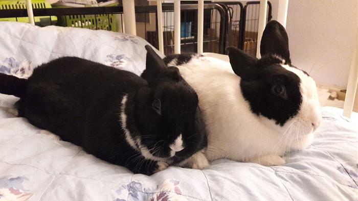 Klicke auf die Grafik fr eine grere Ansicht

Name:	IMG-20181118-WA0002.jpg
Hits:	0
Gre:	42,2 KB
ID:	172965