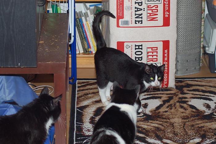 Klicke auf die Grafik fr eine grere Ansicht

Name:	Leia und die Kater.jpg
Hits:	1
Gre:	71,1 KB
ID:	173081