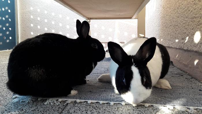 Klicke auf die Grafik fr eine grere Ansicht

Name:	IMG-20190218-WA0003.jpg
Hits:	0
Gre:	58,4 KB
ID:	173165