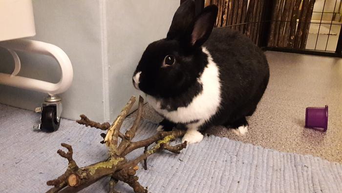 Klicke auf die Grafik fr eine grere Ansicht

Name:	IMG-20190224-WA0002.jpg
Hits:	1
Gre:	46,8 KB
ID:	173344