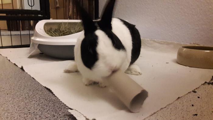 Klicke auf die Grafik fr eine grere Ansicht

Name:	IMG-20190224-WA0008.jpg
Hits:	0
Gre:	36,4 KB
ID:	173345