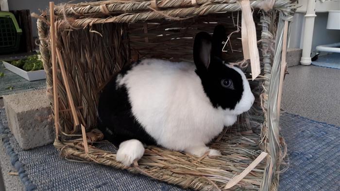 Klicke auf die Grafik fr eine grere Ansicht

Name:	IMG-20190224-WA0016.jpg
Hits:	0
Gre:	61,3 KB
ID:	173348