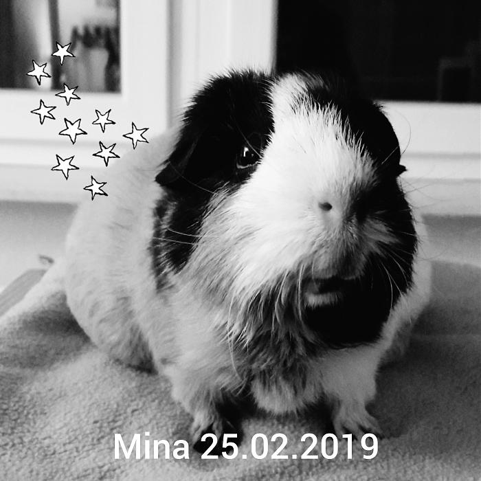 Klicke auf die Grafik fr eine grere Ansicht

Name:	CollageMaker_20190225_102819043.jpg
Hits:	0
Gre:	43,6 KB
ID:	173363