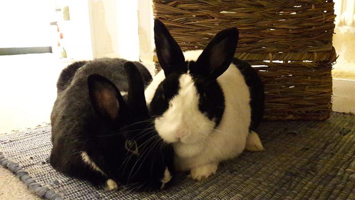 Klicke auf die Grafik fr eine grere Ansicht

Name:	IMG-20190302-WA0006.jpg
Hits:	0
Gre:	49,7 KB
ID:	173545