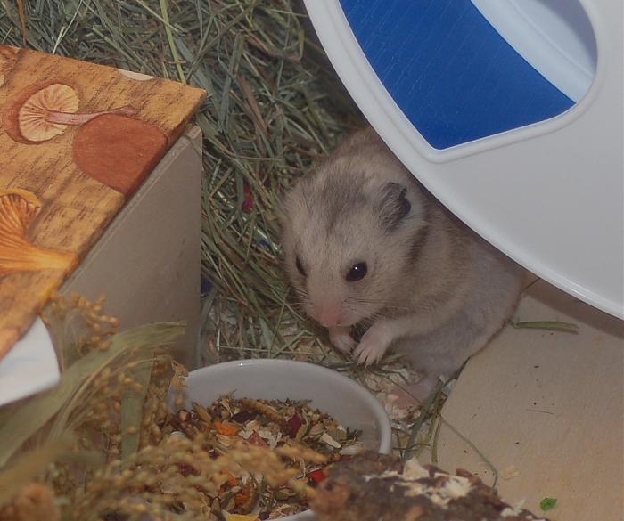 Klicke auf die Grafik fr eine grere Ansicht

Name:	Gandalf9.jpg
Hits:	1
Gre:	49,4 KB
ID:	173943