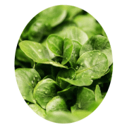 Klicke auf die Grafik fr eine grere Ansicht

Name:	Ostern-2019-Feldsalat.gif
Hits:	21
Gre:	18,4 KB
ID:	173962