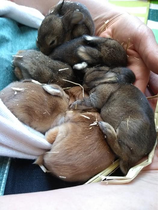 Klicke auf die Grafik f�r eine gr��ere Ansicht

Name:	Babies.jpg
Hits:	0
Gr��e:	41,6 KB
ID:	174262