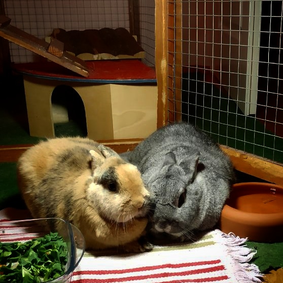 Klicke auf die Grafik fr eine grere Ansicht

Name:	IMG_20190321_194252_090.jpg
Hits:	134
Gre:	107,5 KB
ID:	174636