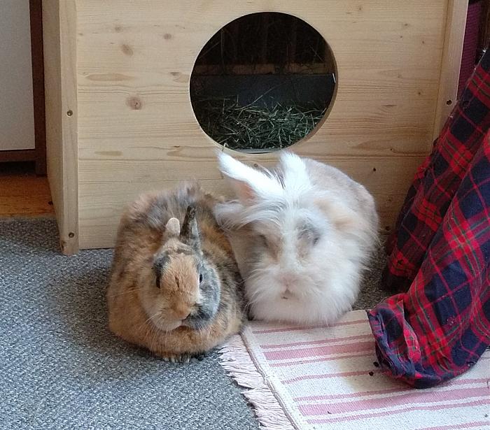 Klicke auf die Grafik fr eine grere Ansicht

Name:	IMG_20190330_151735_890~01.jpg
Hits:	0
Gre:	226,6 KB
ID:	174638