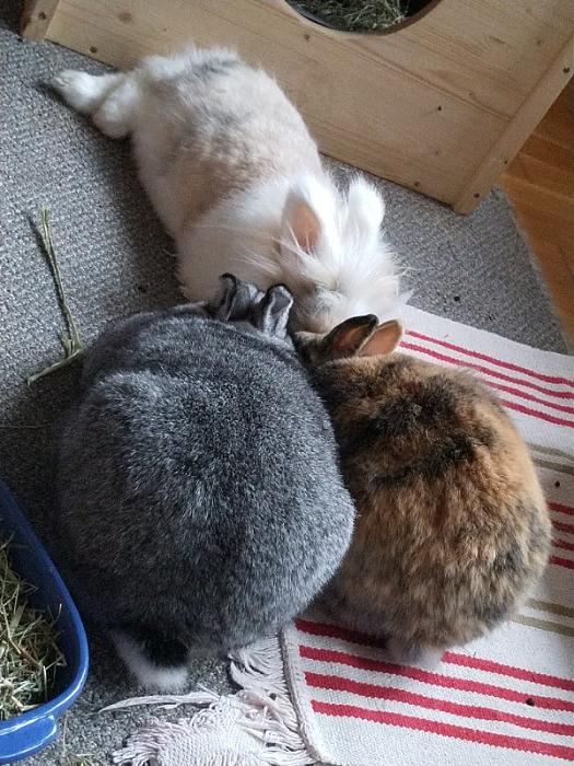 Klicke auf die Grafik fr eine grere Ansicht

Name:	IMG_20190414_172144_173~01.jpg
Hits:	0
Gre:	172,1 KB
ID:	174639