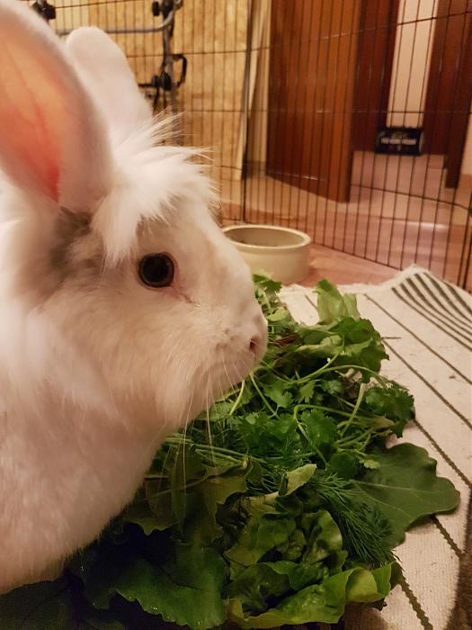 Klicke auf die Grafik fr eine grere Ansicht

Name:	20190515_200751s.jpg
Hits:	0
Gre:	249,1 KB
ID:	175227