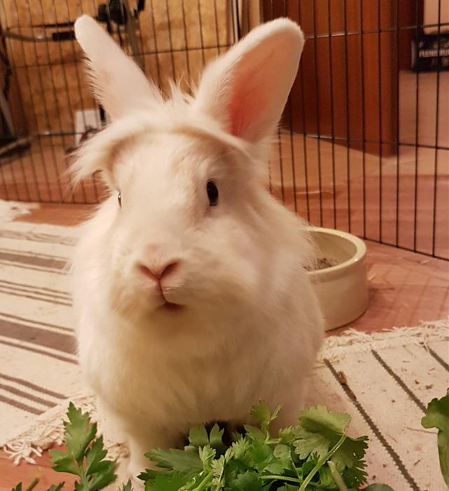 Klicke auf die Grafik fr eine grere Ansicht

Name:	20190515_200850s.jpg
Hits:	0
Gre:	279,2 KB
ID:	175228