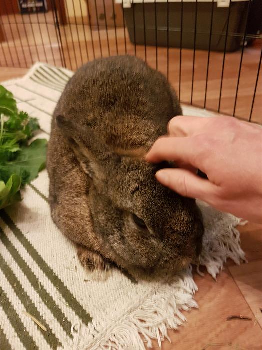 Klicke auf die Grafik fr eine grere Ansicht

Name:	20190515_200805s.jpg
Hits:	0
Gre:	295,3 KB
ID:	175229