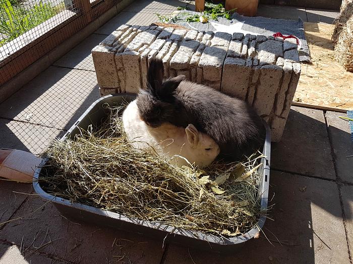 Klicke auf die Grafik fr eine grere Ansicht

Name:	20190524_095228s.jpg
Hits:	0
Gre:	346,3 KB
ID:	175382