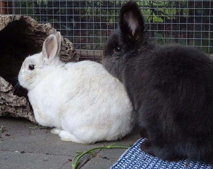 Klicke auf die Grafik fr eine grere Ansicht

Name:	DSC02895s.jpg
Hits:	0
Gre:	306,5 KB
ID:	175400