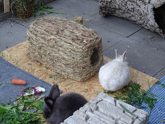 Klicke auf die Grafik für eine größere Ansicht
Name:	DSC02927s.jpg
Hits:	0
Größe:	345,4 KB
ID:	175402