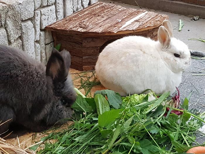 Klicke auf die Grafik fr eine grere Ansicht

Name:	20190526_193128s.jpg
Hits:	0
Gre:	357,0 KB
ID:	175458