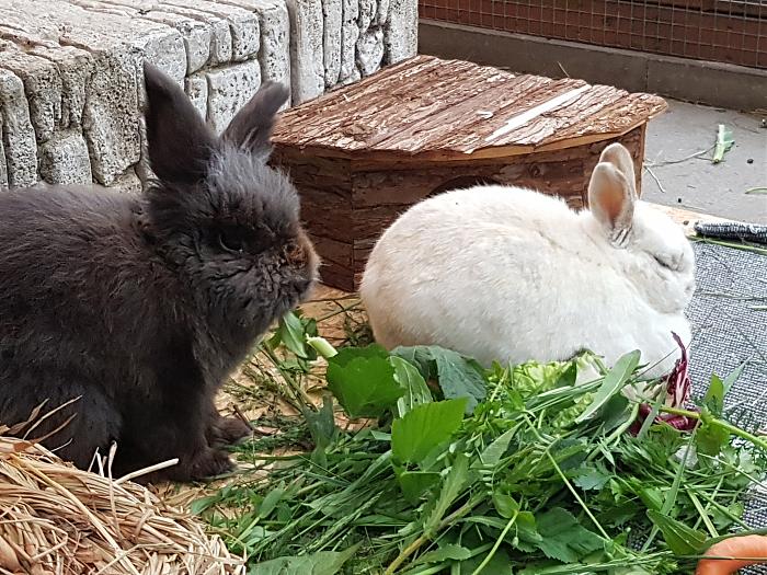 Klicke auf die Grafik fr eine grere Ansicht

Name:	20190526_193137(0)s.jpg
Hits:	0
Gre:	366,3 KB
ID:	175459