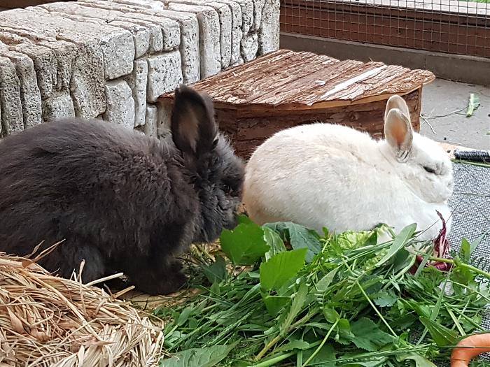 Klicke auf die Grafik fr eine grere Ansicht

Name:	20190526_193150s.jpg
Hits:	0
Gre:	365,3 KB
ID:	175460