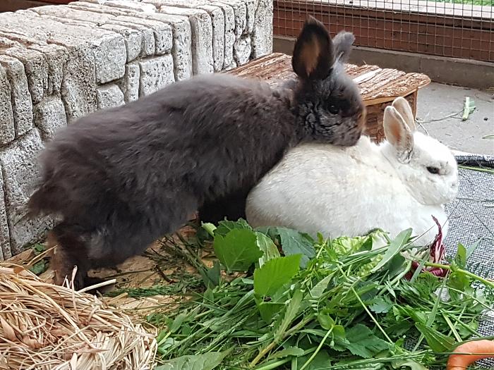 Klicke auf die Grafik fr eine grere Ansicht

Name:	20190526_193154s.jpg
Hits:	0
Gre:	363,1 KB
ID:	175461